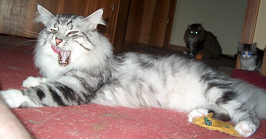 Aragon Juli 09 seitlich