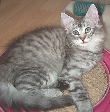 Chico 10 W liegend