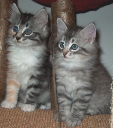 Chico 7 W + Bonny 8 W