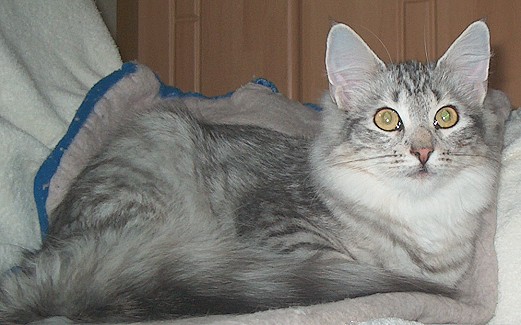 Chila 6,5 M liegend