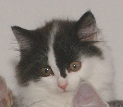 Cindy 11 W Kopf