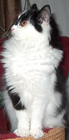Cindy 6,5 M von vorne sitzend
