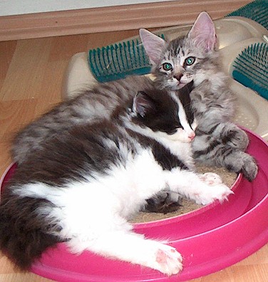 Cindy 9 W mit Chicco 10 W