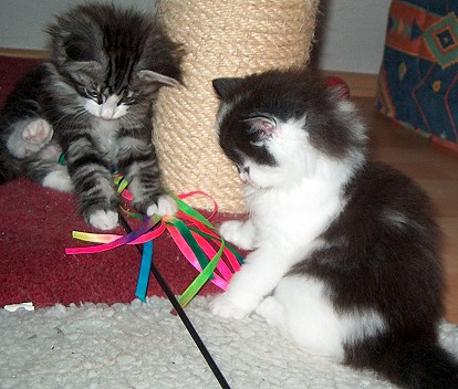 Cindy +Chiva 7 W spielen