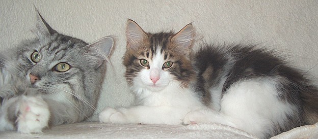 Dorian 13 W mit Aragon