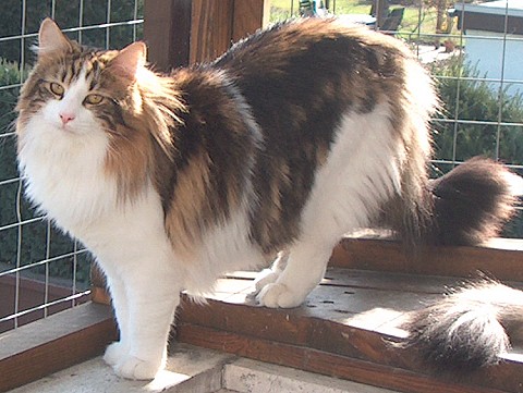 Dorian 1 Jahr stehend