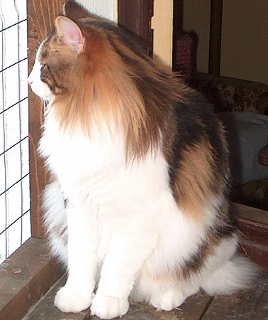 Dorian 1 Jahr tolles Profil