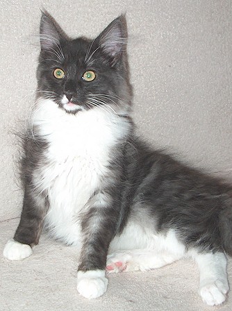 Funny-Face 18 W von vorne sch�n