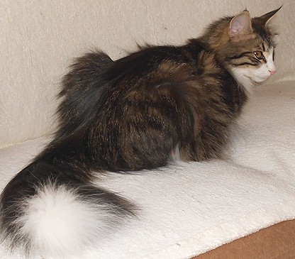 Gwendy auf Sofa gut Mai 2014