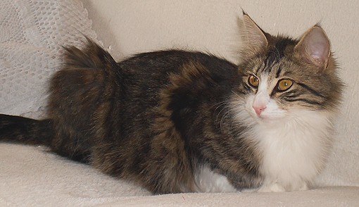 Gwendy auf Sofa toll Mai 2014