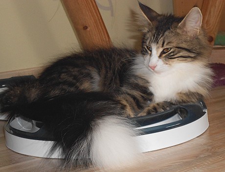 Gwendy liegend Mai 2014 gut