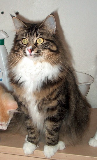 Raja  Okt. 16 sch�n