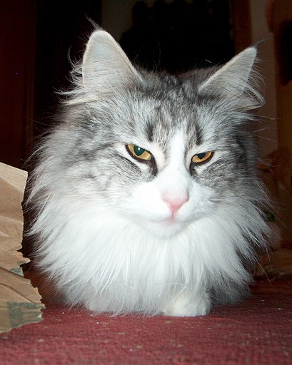 Ulana Feb. 09 Kopf von vorne