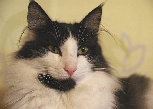 Xanto Sep. 2010 Kopf