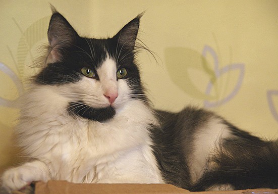 Xanto Sep. 2010 toll