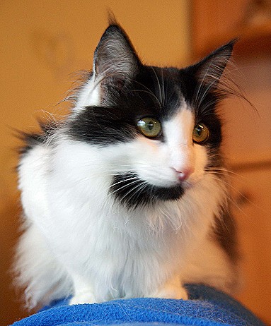 Xanto Sep. 2010 von vorne