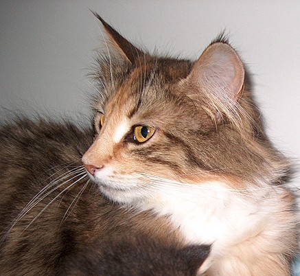 Yosie Mai 2014 Kopf toll